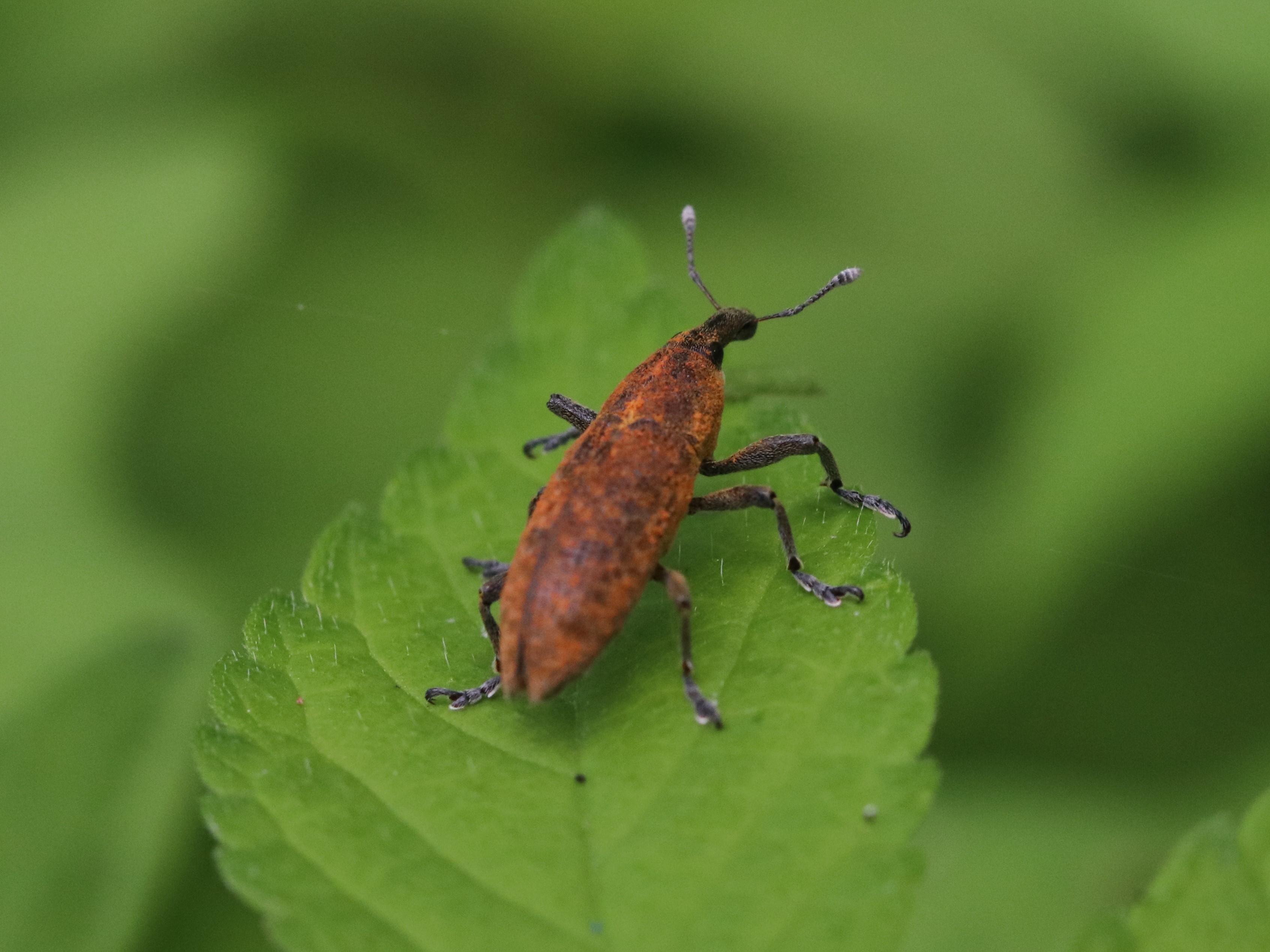 葉上のカツオゾウムシ